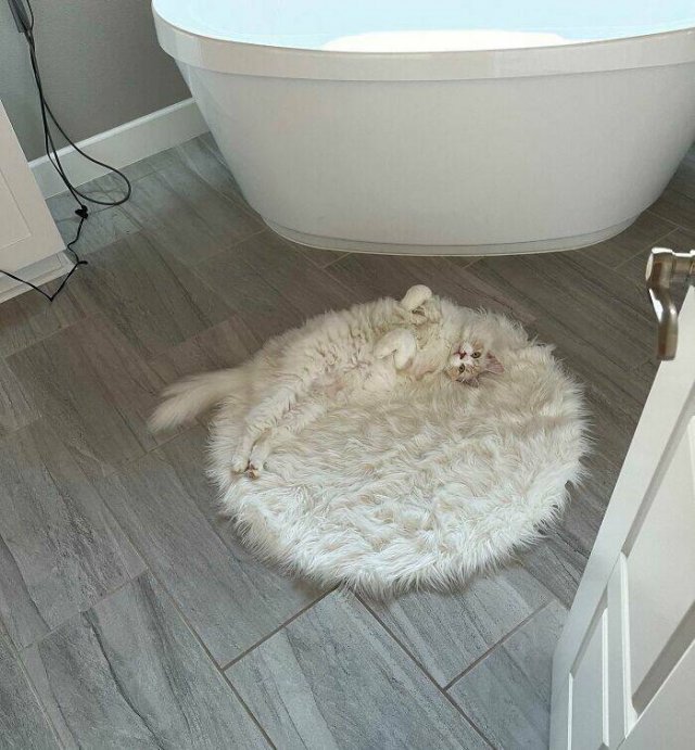 Accidental Camouflage (24 pics)