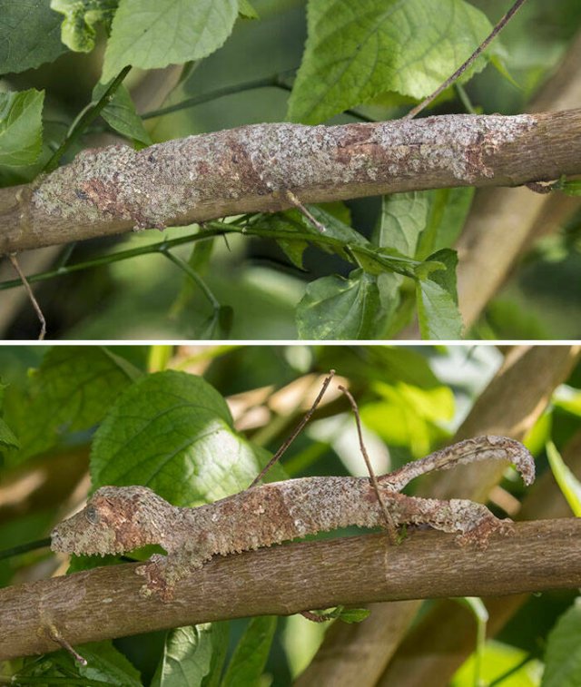 Accidental Camouflage (24 pics)