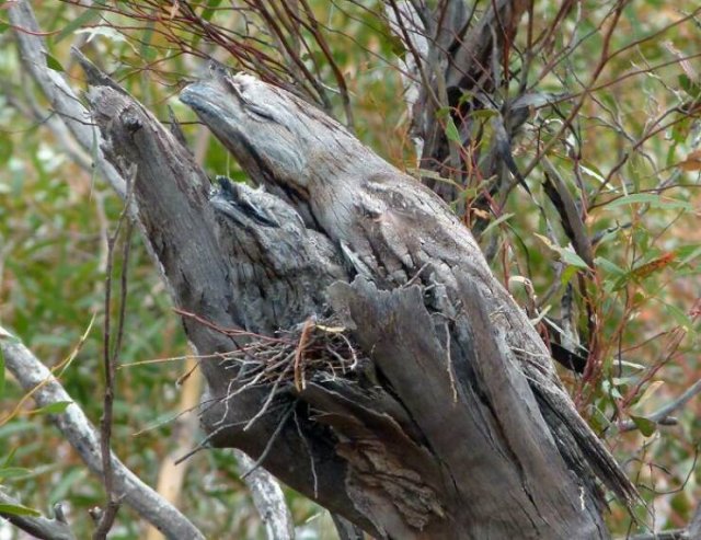 Accidental Camouflage (24 pics)
