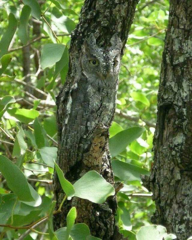 Accidental Camouflage (24 pics)