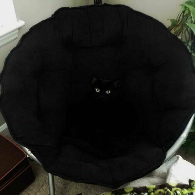 Accidental Camouflage (24 pics)