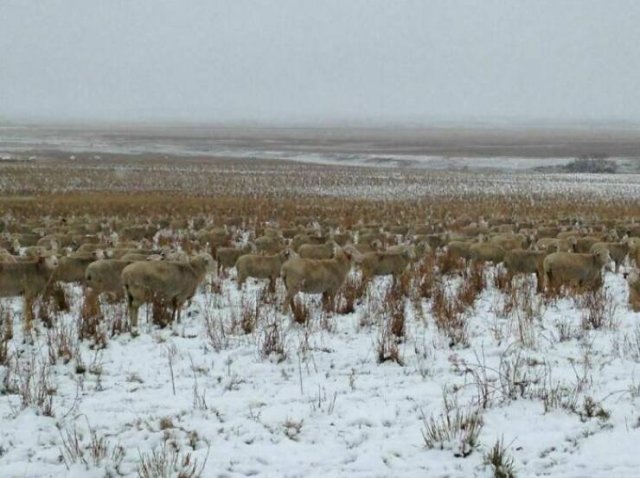Accidental Camouflage (24 pics)