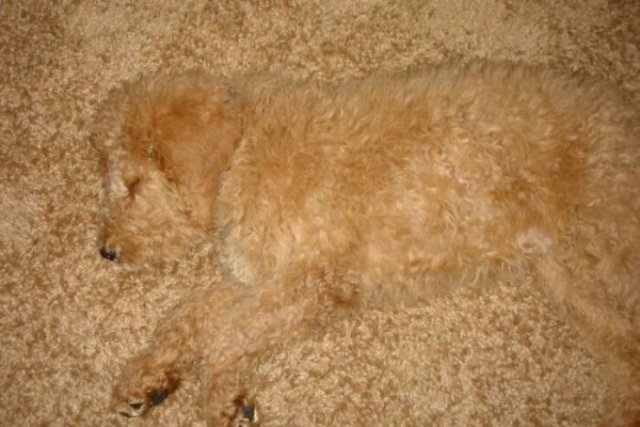 Accidental Camouflage (24 pics)