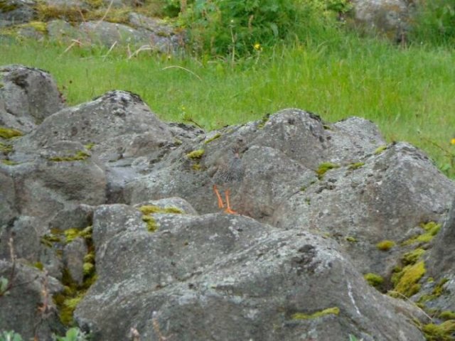 Accidental Camouflage (24 pics)