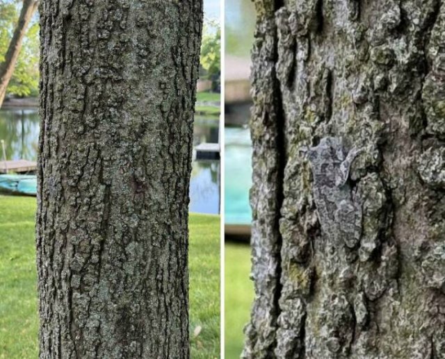 Accidental Camouflage (24 pics)