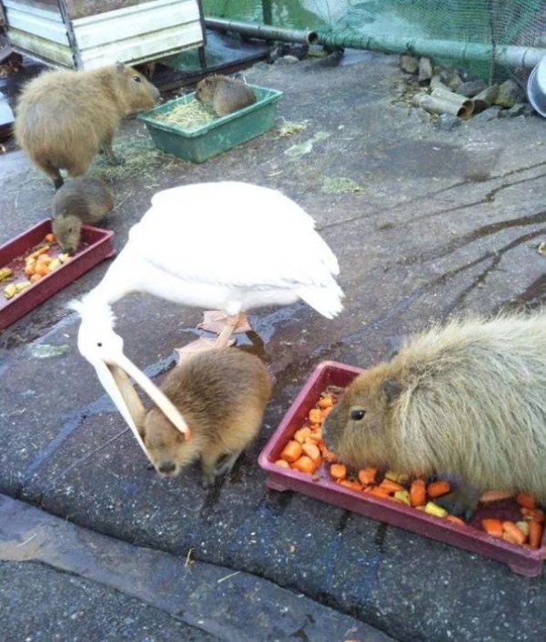 Strange Finds And Situations  (31 pics)