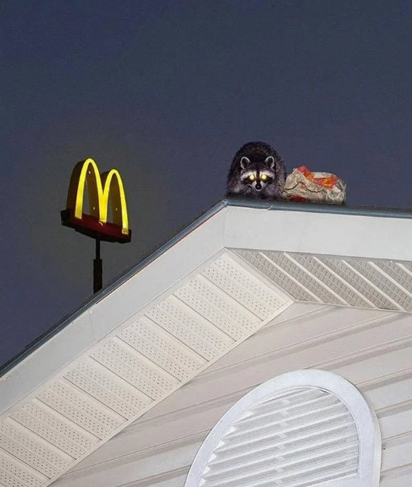 Strange Finds And Situations  (31 pics)