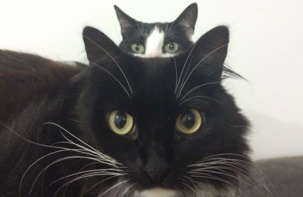 Funny Photobombs (29 pics)