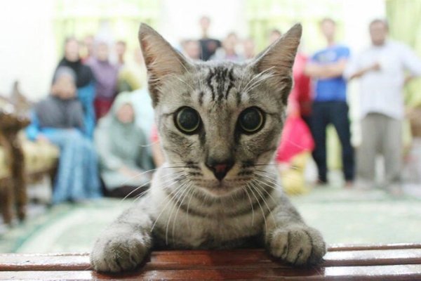 Funny Photobombs (29 pics)