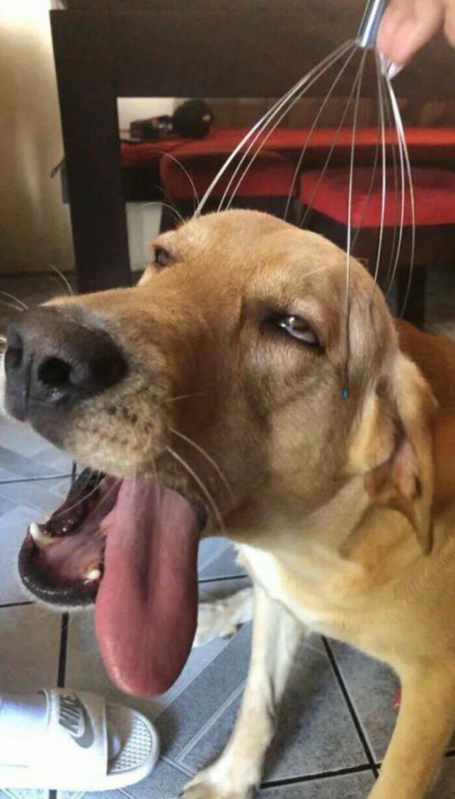 What Is Going On Here? (18 pics)