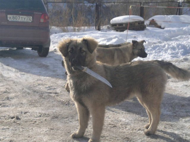 What Is Going On Here? (18 pics)