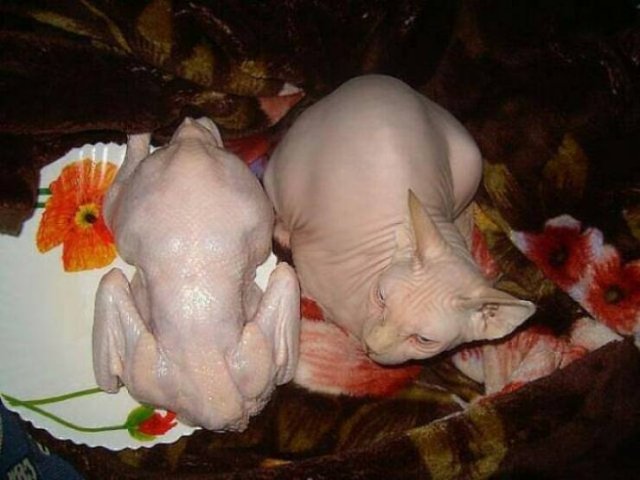 What Is Going On Here? (18 pics)