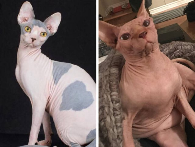 Interesting Comparisons (17 pics)