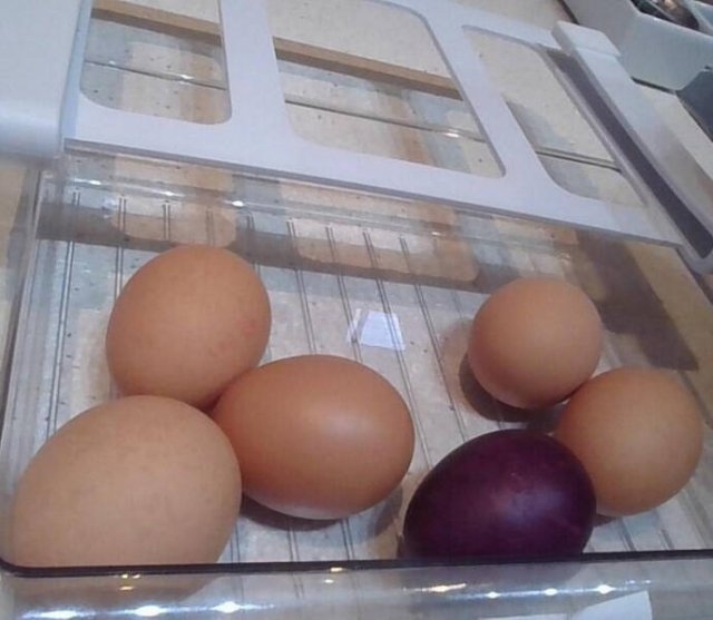 Interesting Comparisons (17 pics)