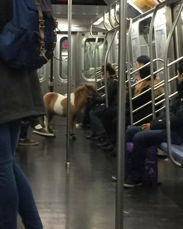 Strange People In The Subway (21 pics)