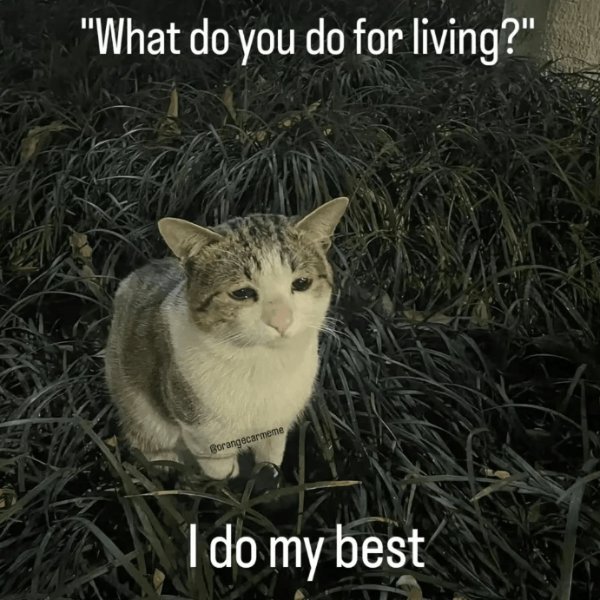 Jokes And Photos For Cat Lovers (29 pics)