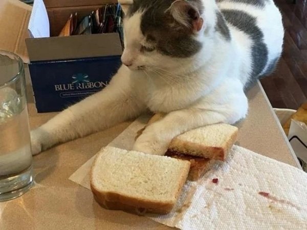 Jokes And Photos For Cat Lovers (29 pics)