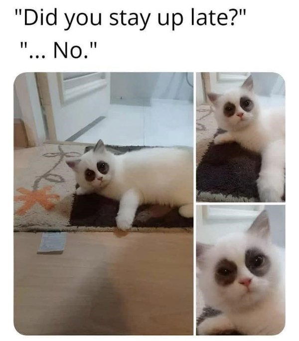 Jokes And Photos For Cat Lovers (29 pics)
