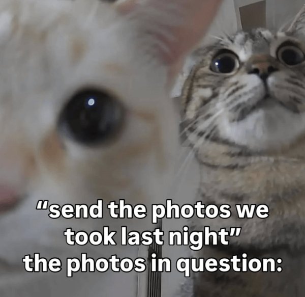 Jokes And Photos For Cat Lovers (29 pics)