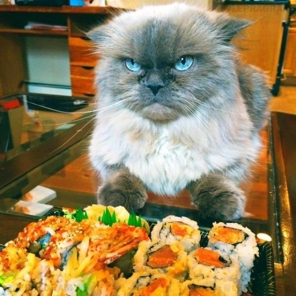 Jokes And Photos For Cat Lovers (29 pics)