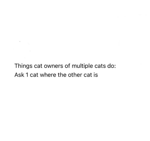 Jokes And Photos For Cat Lovers (29 pics)
