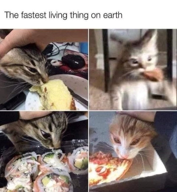 Jokes And Photos For Cat Lovers (29 pics)
