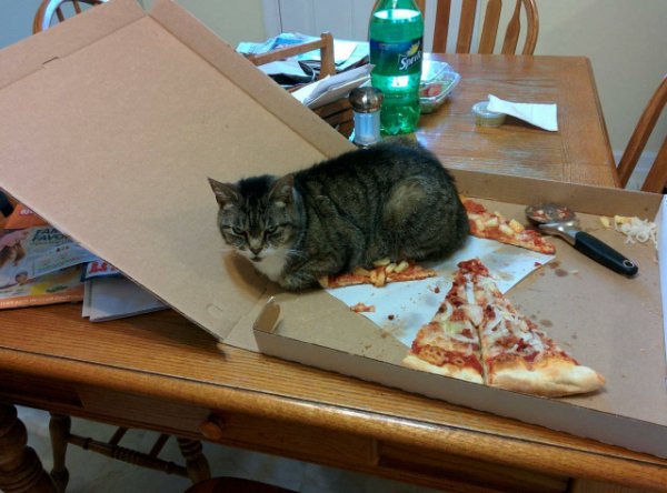 Jokes And Photos For Cat Lovers (29 pics)
