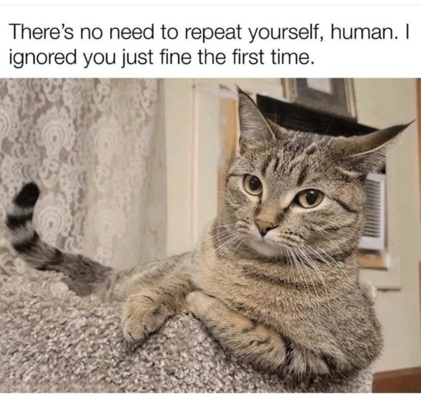 Jokes And Photos For Cat Lovers (29 pics)