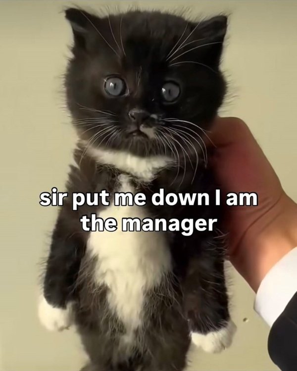 Jokes And Photos For Cat Lovers (29 pics)