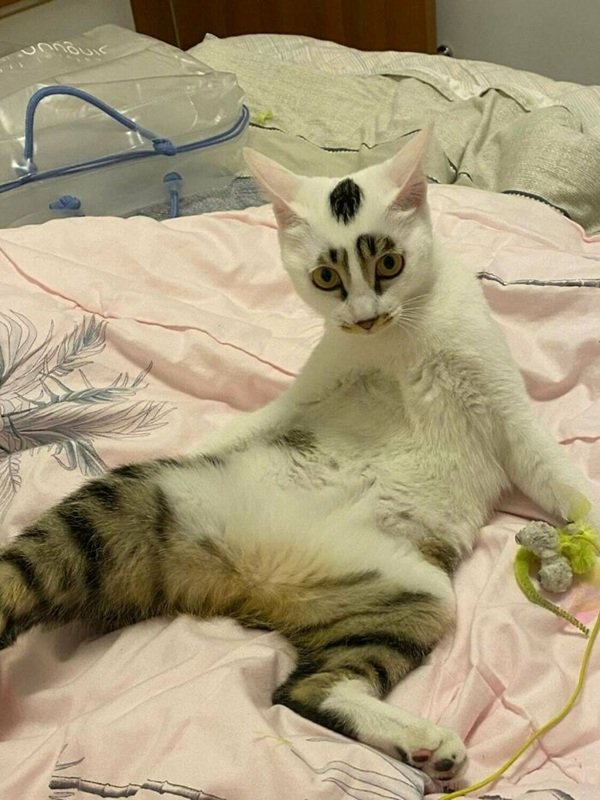 Jokes And Photos For Cat Lovers (29 pics)