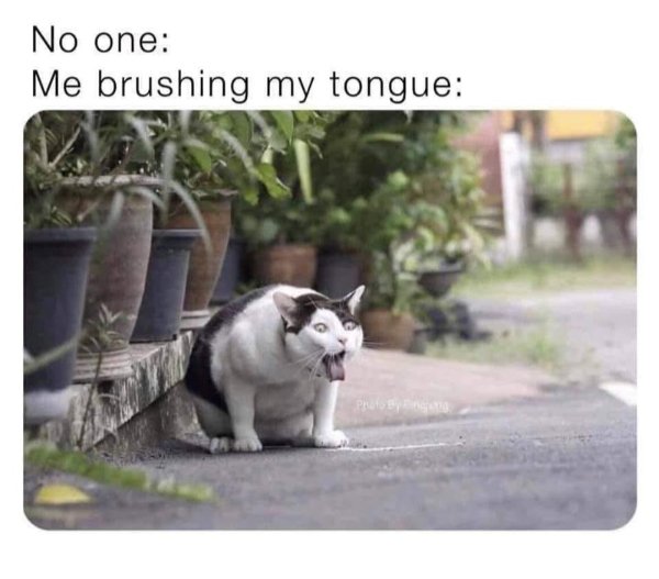 Jokes And Photos For Cat Lovers (29 pics)