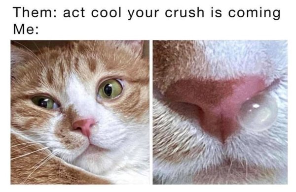Jokes And Photos For Cat Lovers (29 pics)