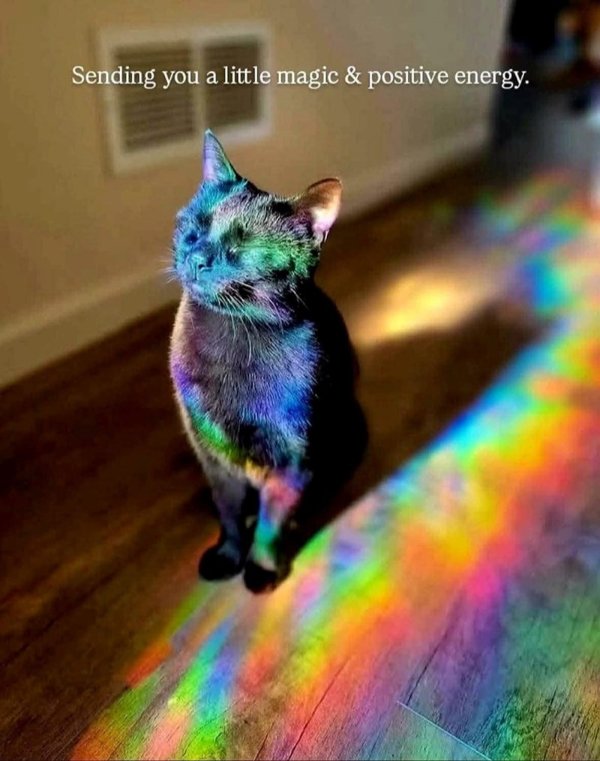 Jokes And Photos For Cat Lovers (29 pics)