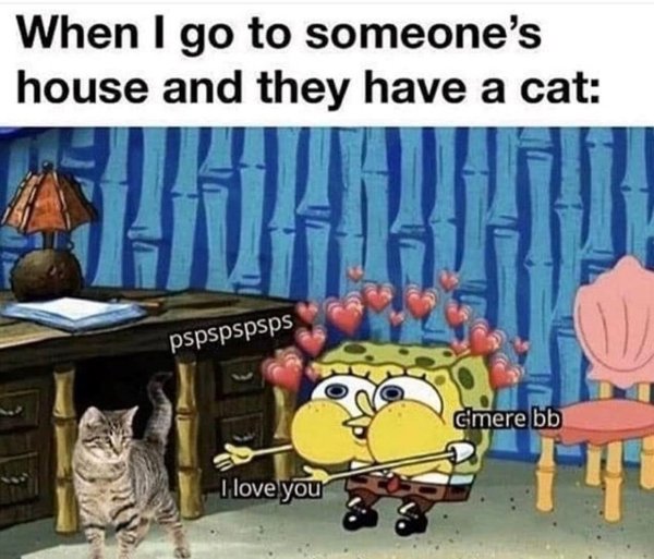 Jokes And Photos For Cat Lovers (29 pics)