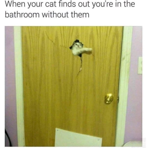 Jokes And Photos For Cat Lovers (29 pics)