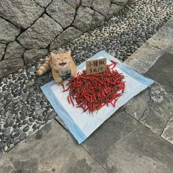 Jokes And Photos For Cat Lovers (29 pics)