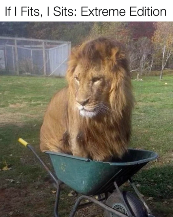 Funny Memes (29 pics)