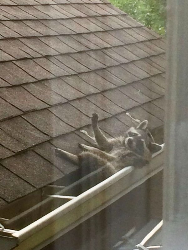 What Is Going On Here? (20 pics)
