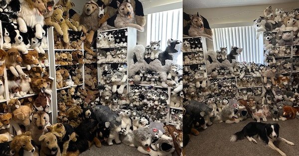 Cool Collections (22 pics)