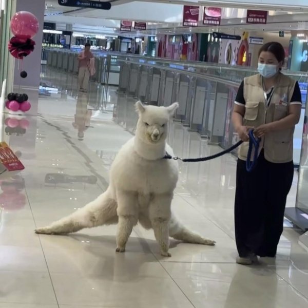 What Is Going On Here? (39 pics)
