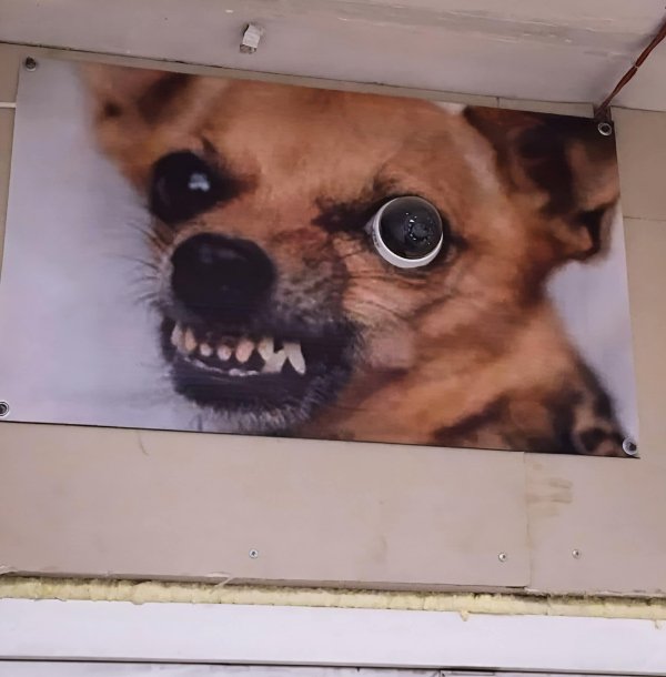 What Is Going On Here? (39 pics)