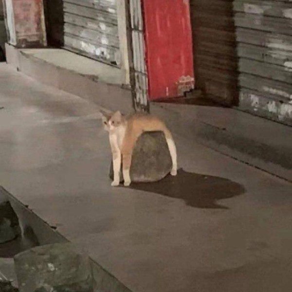 What Is Going On Here? (39 pics)