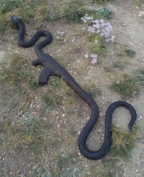What Is Going On Here? (39 pics)