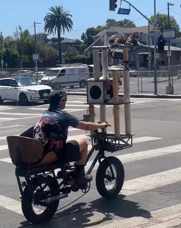 What Is Going On Here? (39 pics)