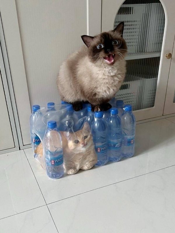 What Is Going On Here? (39 pics)