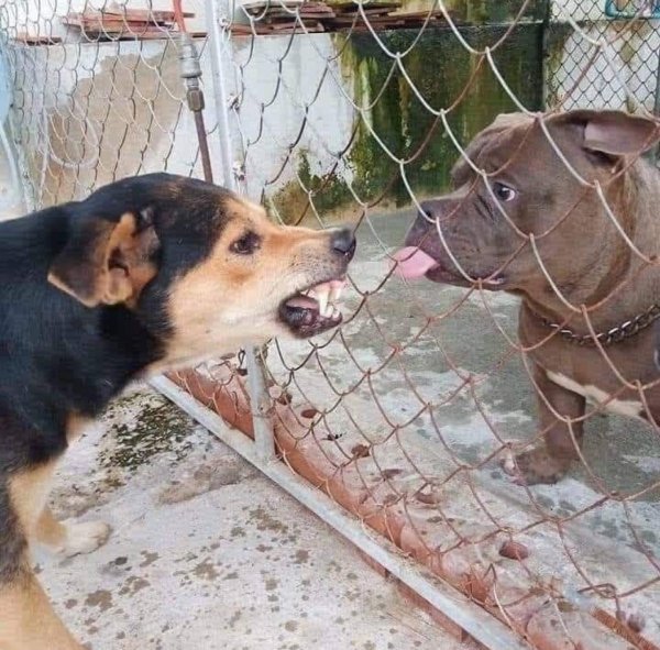 What Is Going On Here? (39 pics)