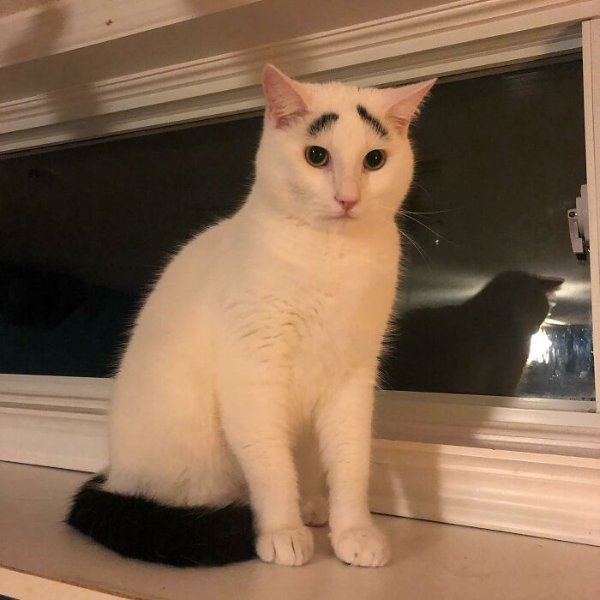 Memes And Photos For Cats Lovers (28 pics)