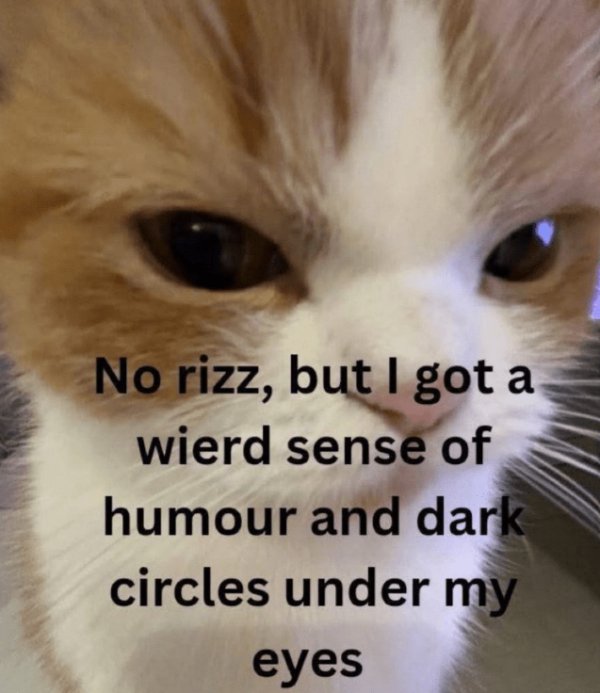 Memes And Photos For Cats Lovers (28 pics)