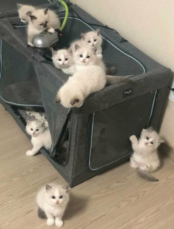 Memes And Photos For Cats Lovers (28 pics)