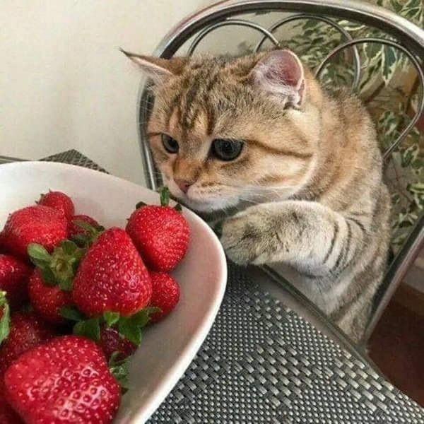 Memes And Photos For Cats Lovers (28 pics)